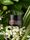 True Botanicals Resurrection Radiance Eye Cream