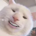 GingerTuna