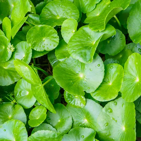Centella Asiatica for sensitive skin