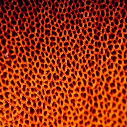 Ingredients that cause acne? Or should you use comedogenicity ratings?