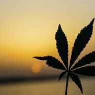 CBD for Sensitive Skin?