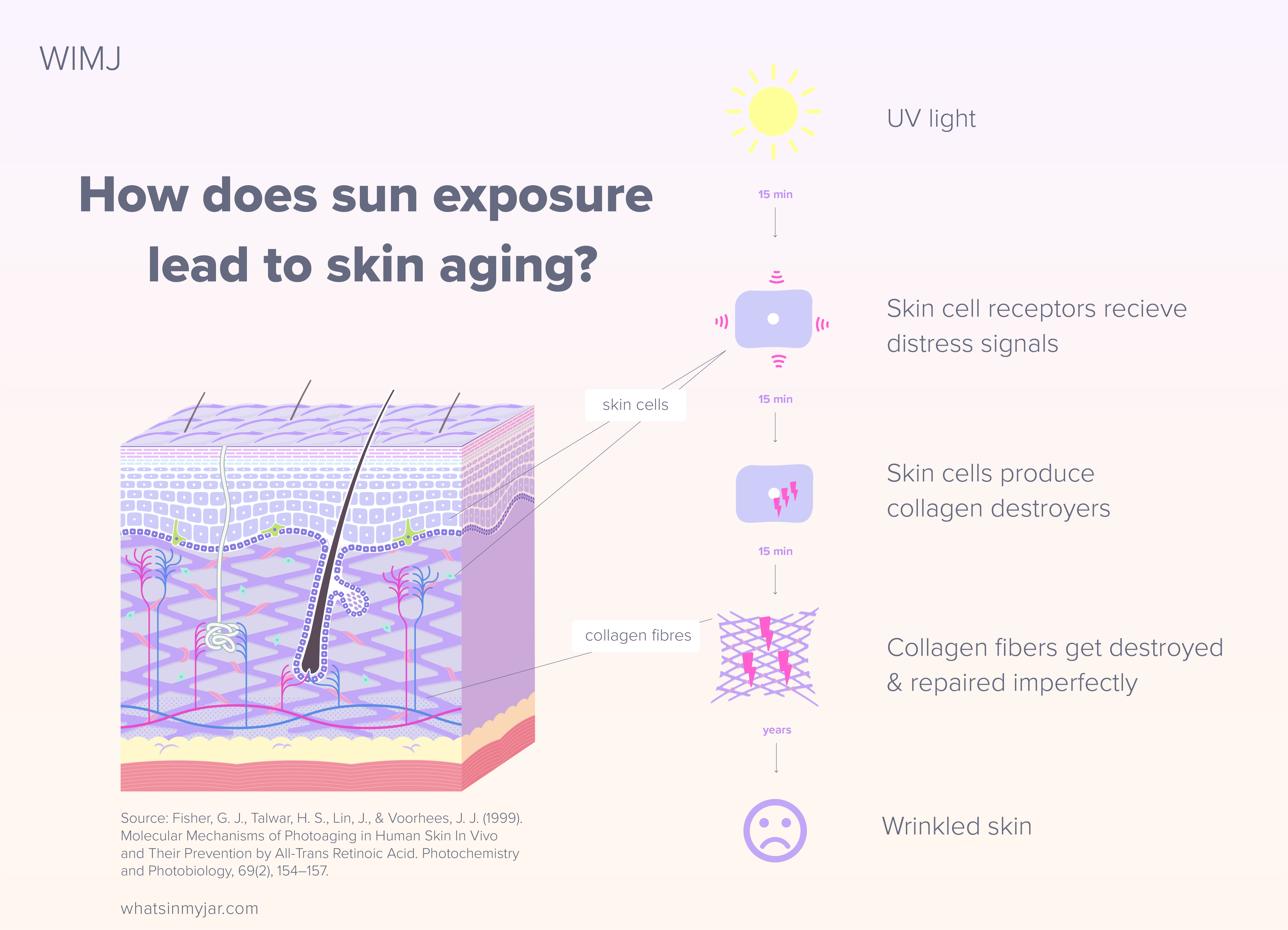 How does sun light lead to skin aging