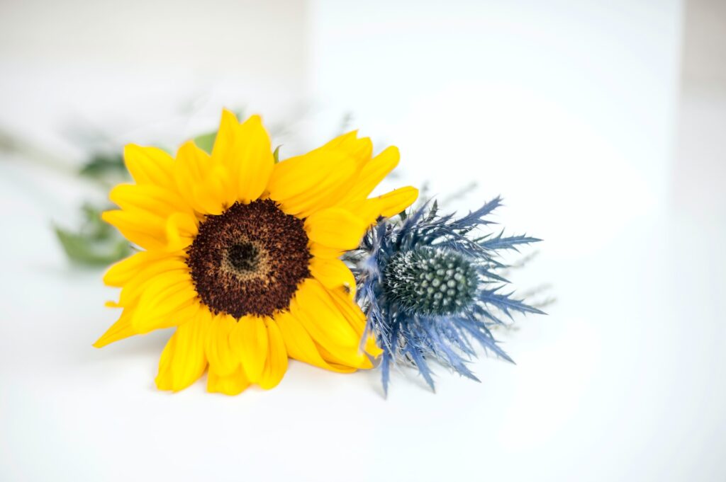 Why choose sunflower seed oil as your face oil for skin barrier photo by elena joland 