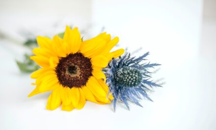 Sunflower Seed Oil: The Top Face Oil For Skin Barrier